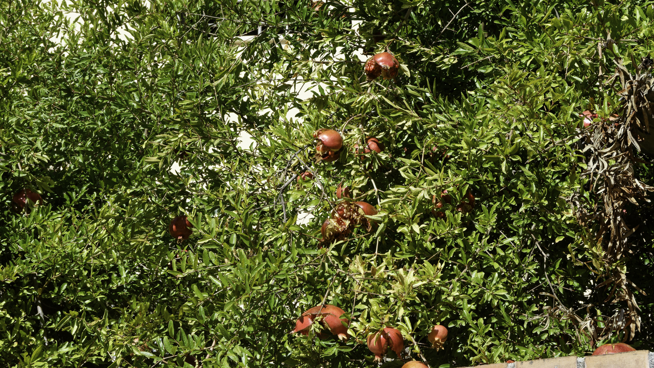 20231022 110732•Santa Severina•Calabria•Italy